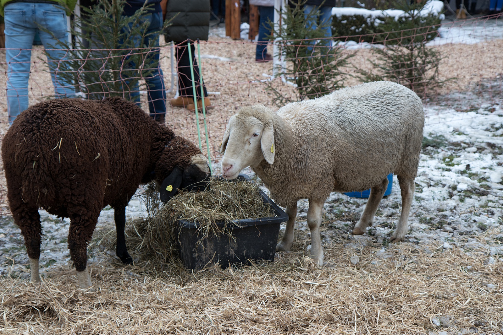Adventsmarkt Hilgerhof - Samstag